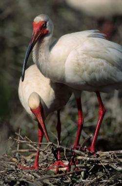 whiteibisatnest